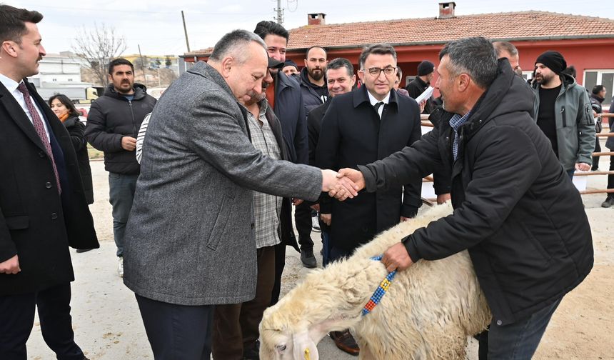 Yüzde 50 hibeli koçlar yetiştiricilere teslim edildi