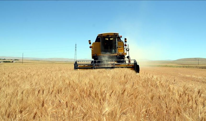 Nevşehir’de hasat sezonu başladı (video)