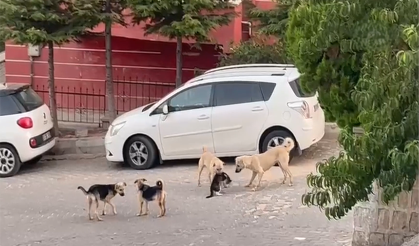 Kediye saldıran sokak köpekleri kameraya yansıdı