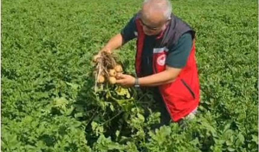 Yerel patates çeşitlerine tarlada inceleme yapıldı