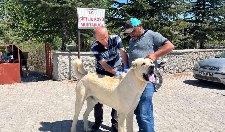 Nevşehir’deki hayvanlar kimliklendiriliyor