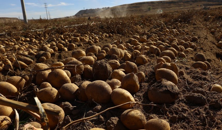Nevşehir tarımında dönüm noktası: İlk hasat yapıldı