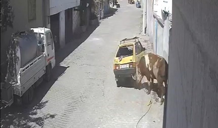 Nevşehir’de kızgın boğa, hırsını otomobilden çıkardı (video)