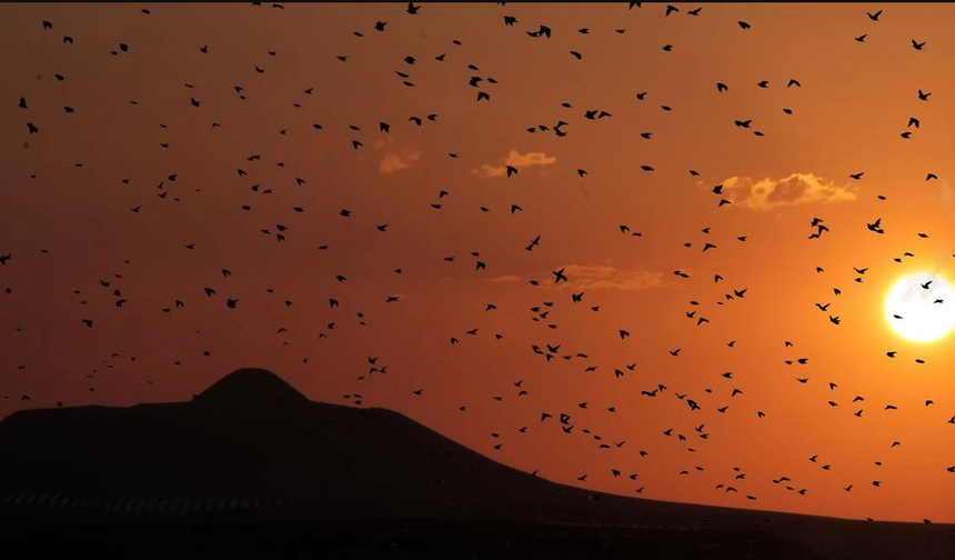 Avanos’ta Binlerce Sığırcık Kuşu Görsel Şölen Sundu