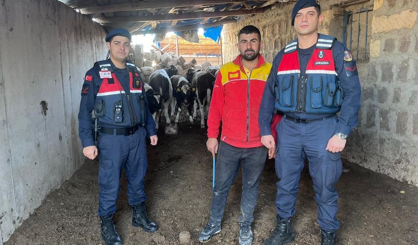 Nevşehir’de firari inekleri jandarma buldu