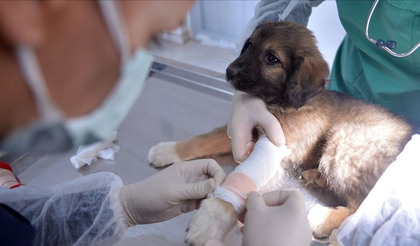 Nevşehir’de evcil hayvan sahipleri dikkat