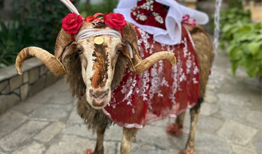 Nevşehir'de 'Gelin Koçu' geleneği devam ediyor..