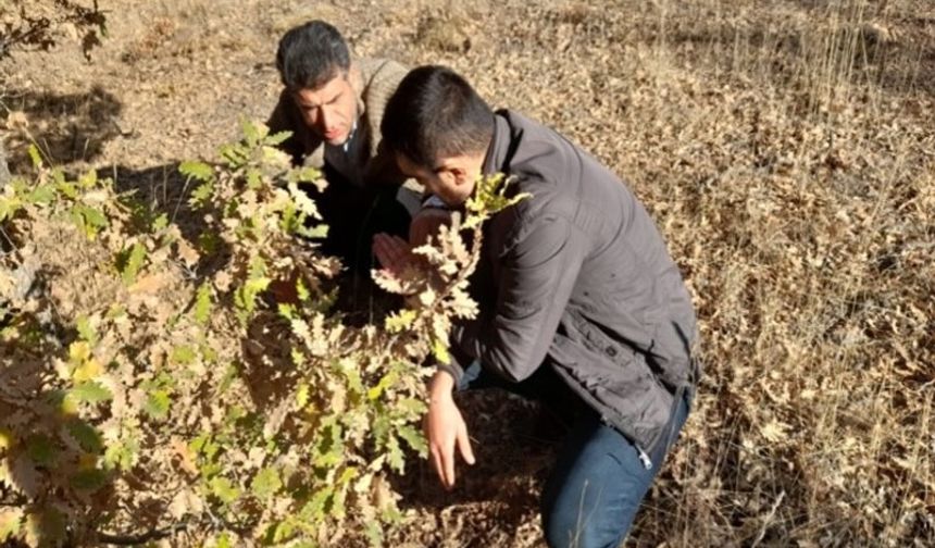 Nevşehir’de süne mücadelesi başladı