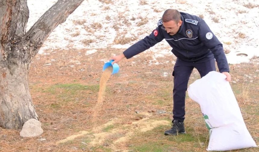 Gülşehir’de kar yağdı, belediye can dostları unutmadı