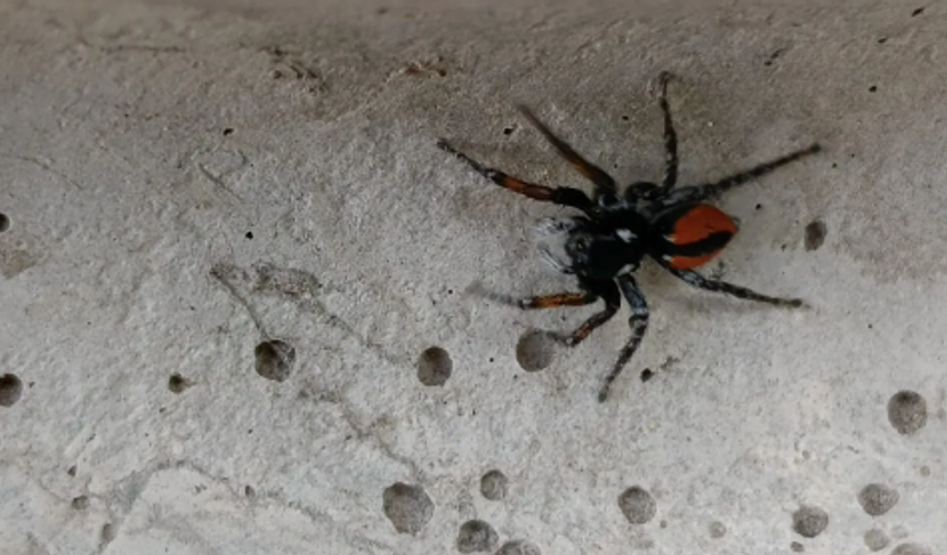 Nevşehir'de “Zehirli Uğur Böceği Örümceği” yeniden ortaya çıktı