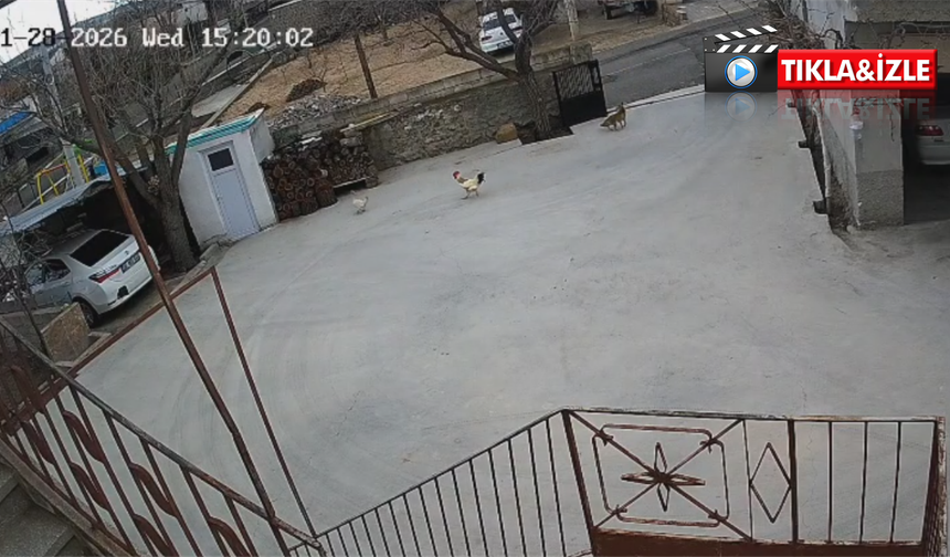 Nevşehir’de aç kalan tilki tavukları telef etti