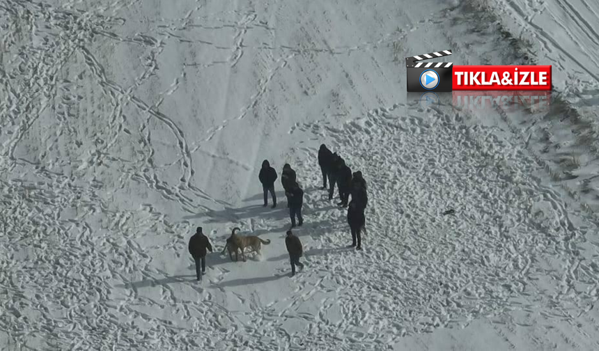 Nevşehir'de köpek dövüşü skandalı:10 gözaltı