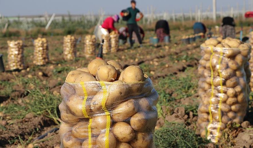 Nevşehir’de patates üretiminde yeni dönem: Çiftçinin yüzü gülecek