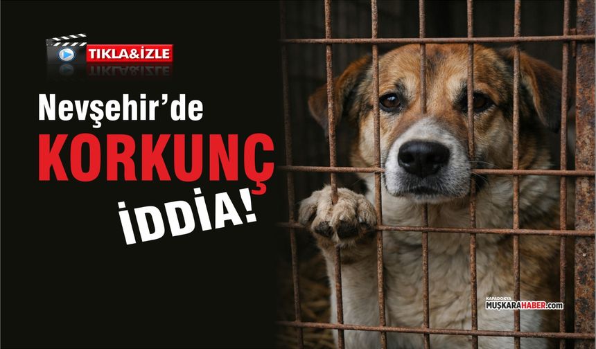 Nevşehir’de köpekler sahte çiple yurt dışına mı satıldı?