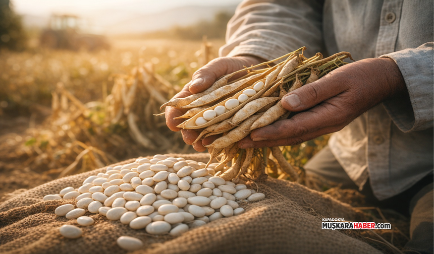 Kuru fasulye üretenler dikkat: 2026 destekleri açıklandı
