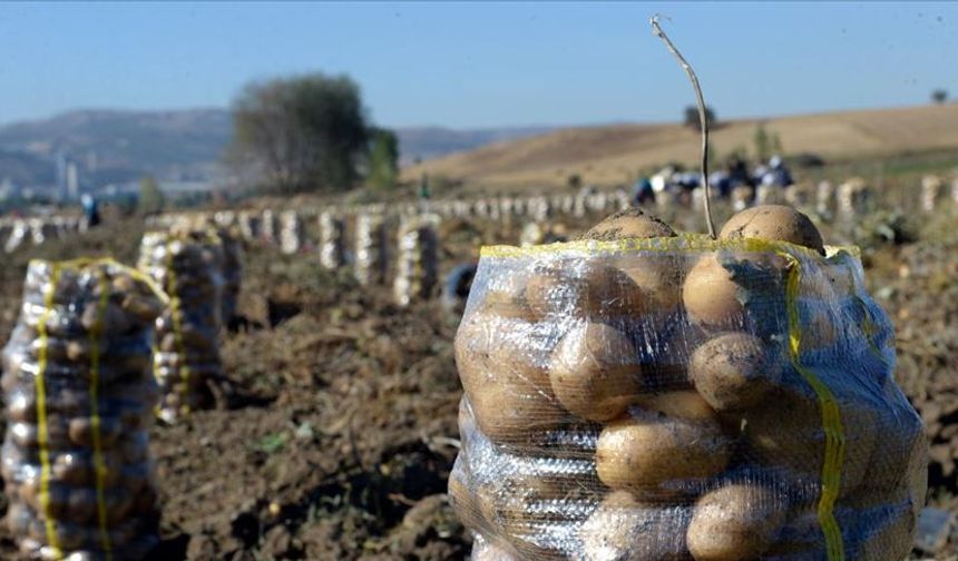 Patates üreticisine rekor destek: Nevşehir’de ödemeler açıklandı
