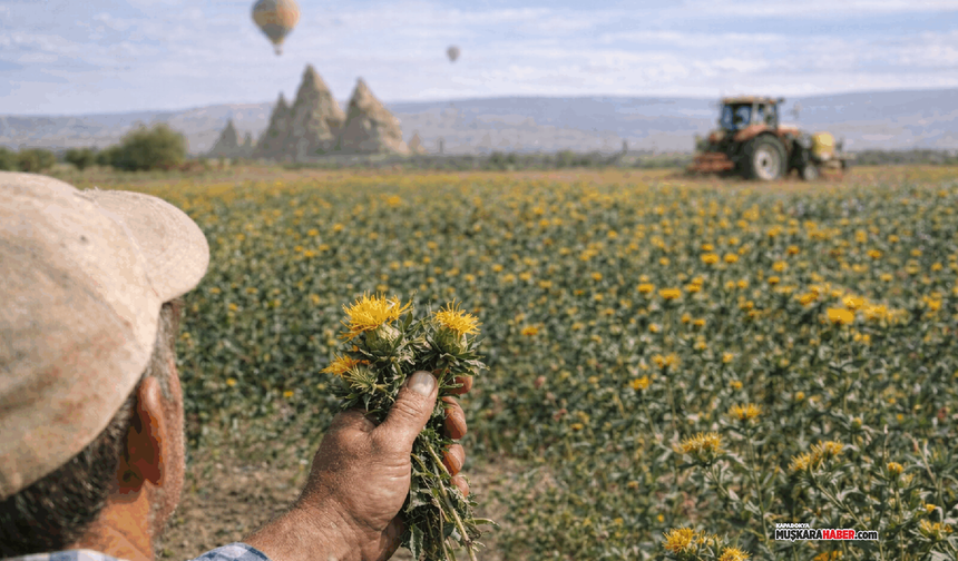 Nevşehir’de aspir üreticisine müjde: İşte destekler