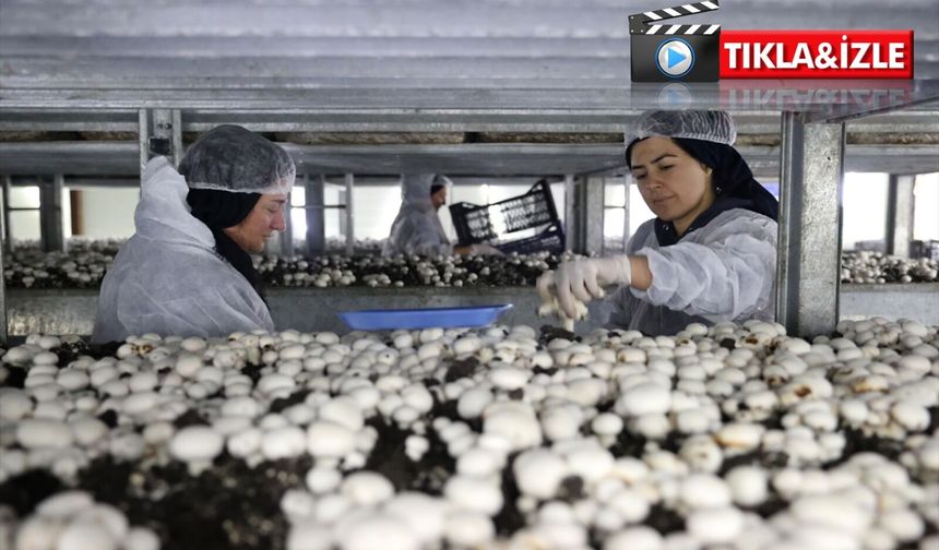 Nevşehir’de genç girişimciden 35 kadına istihdam desteği