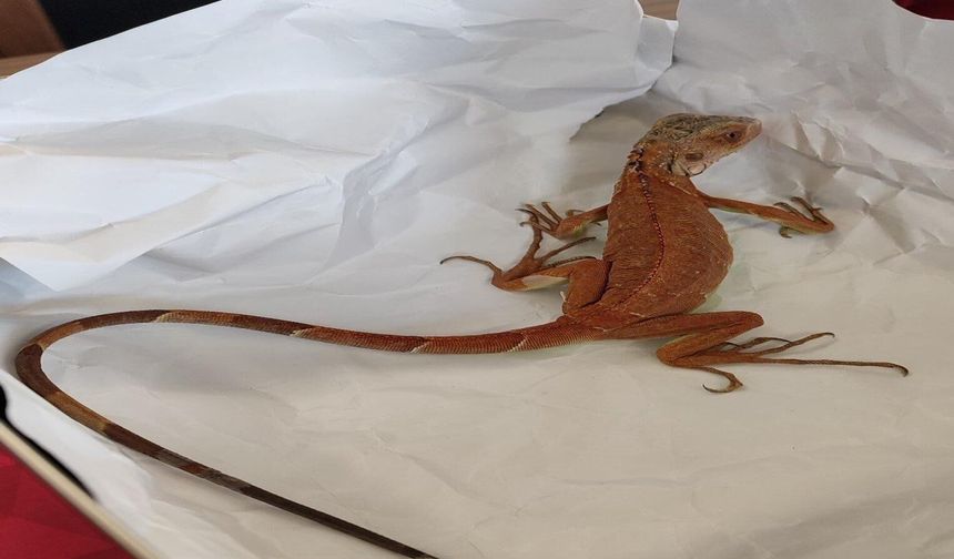 Nevşehir’de iguana besleyen kişiye ceza