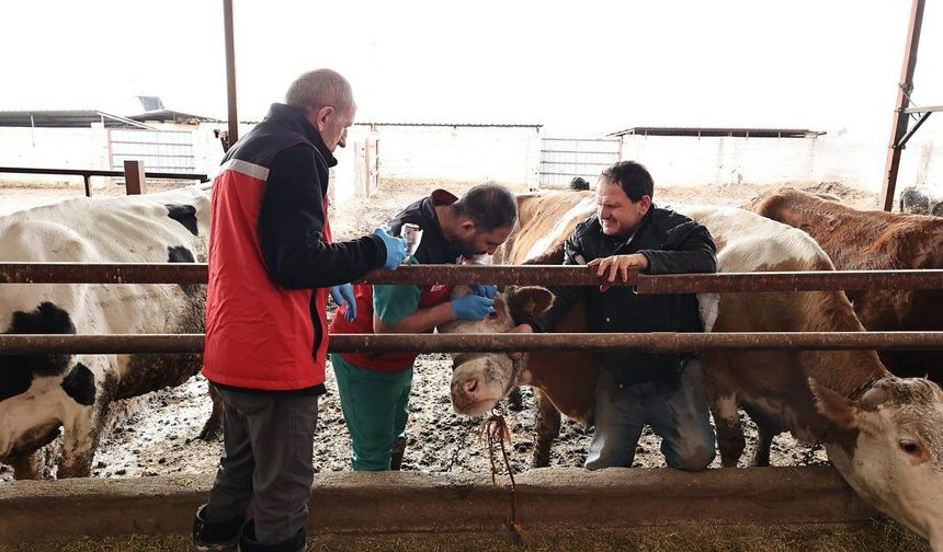 Nevşehir’de şap aşısı seferberliği: Ekipler sahada