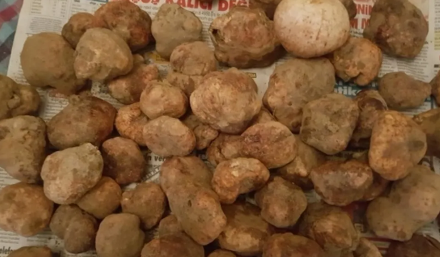 Nevşehir'in mucizevi lezzeti keme mantarının faydaları nelerdir?