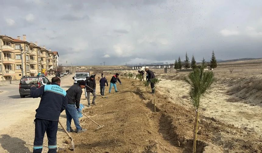 Avanos’ta ağaçlandırma çalışmalarıyla yeşil alanlar artıyor