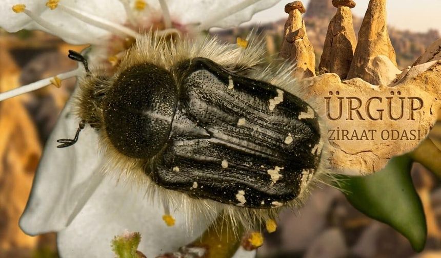 Meyve ağaçlarını tehdit ediyor! Çiçek böceğine karşı kesin çözüm