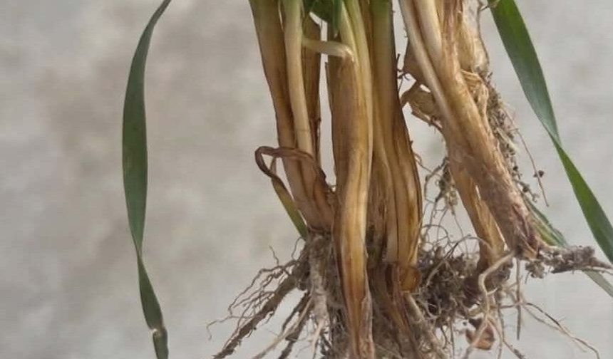 Buğday hastalıkları ve rhizoctonia çürüklüğü ile mücadele yöntemleri
