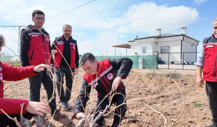185 bin dekarlık bağ alanında budama çalışmaları tamamlandı