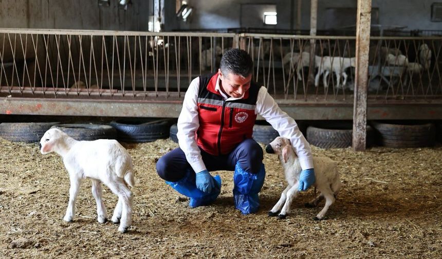 Nevşehir’de küçükbaş seferberliği: Küpeleme ve aşılama devam ediyor