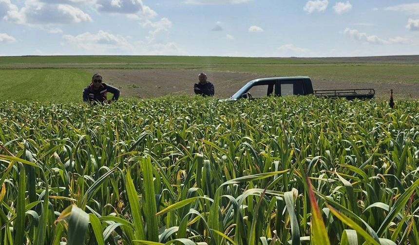 Tarım ekipleri sahaya indi: Gülşehir’de sarımsak kontrolleri sürüyor