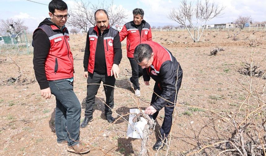 Bağcılıkta gizli tehlike: Nevşehir'de verimi düşüren zararlı yakın takipte