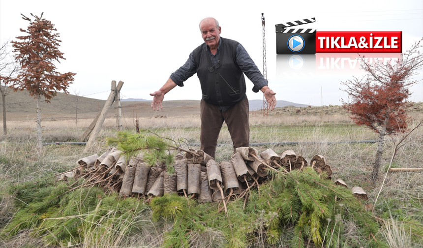 “Bir evladım gibi bakıyorum” dedi, 12 yılda 12 bin fidan dikti