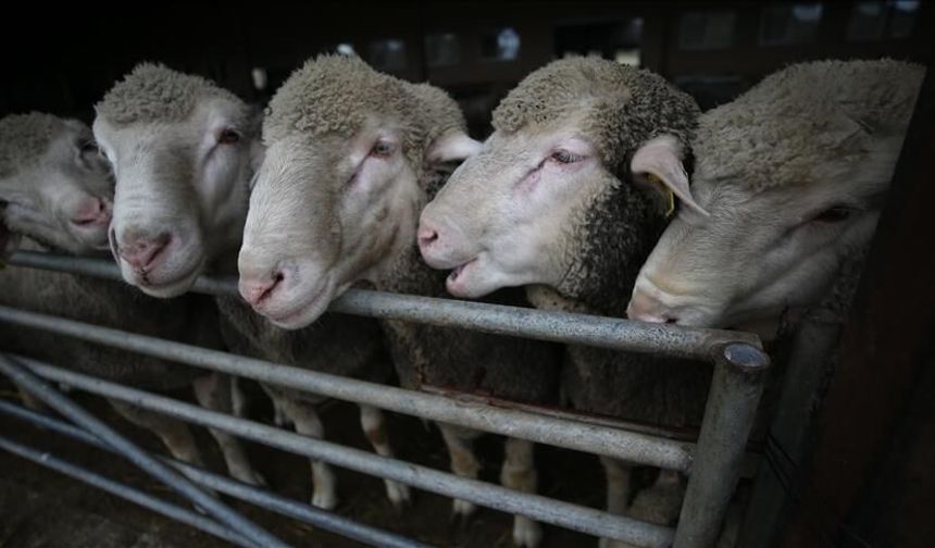 600 küçükbaş hayvan satışa çıkarıldı: İşte detaylar