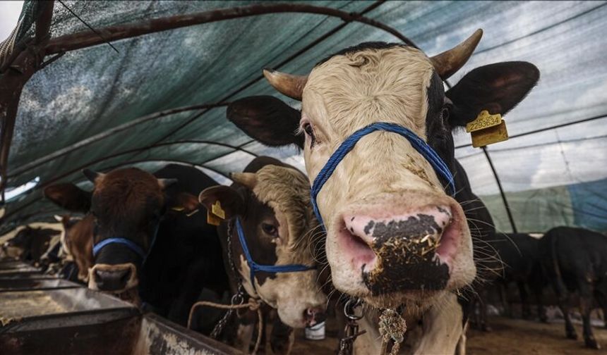 Nevşehir’de 2026 kurbanlık fiyatları belli oldu: İşte rakamlar