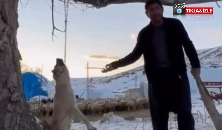 Köpeği zincirle ağaca asarak vahşice öldürdü