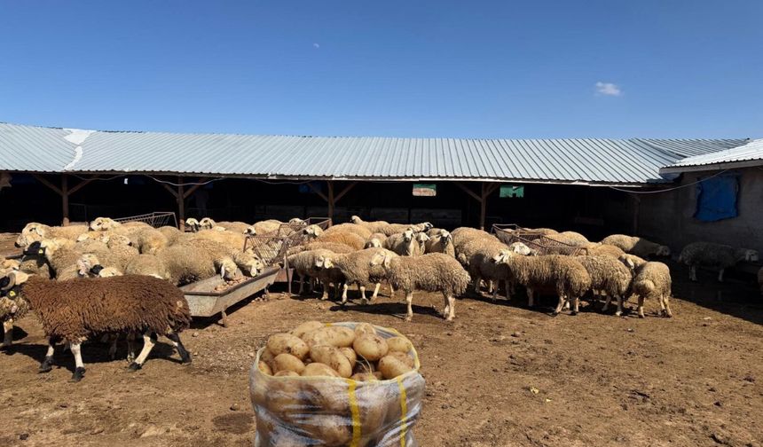 Nevşehir patatesi Yozgat’ta hayvanlara yem oluyor