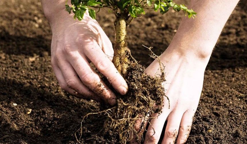 Tarım danışmanı açıkladı: Fidan dikiminde en sık yapılan hata!