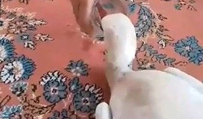 Gülşehir'de insanlık dersi! Yaralı leyleği evine götürüp ilk müdahaleyi yaptı