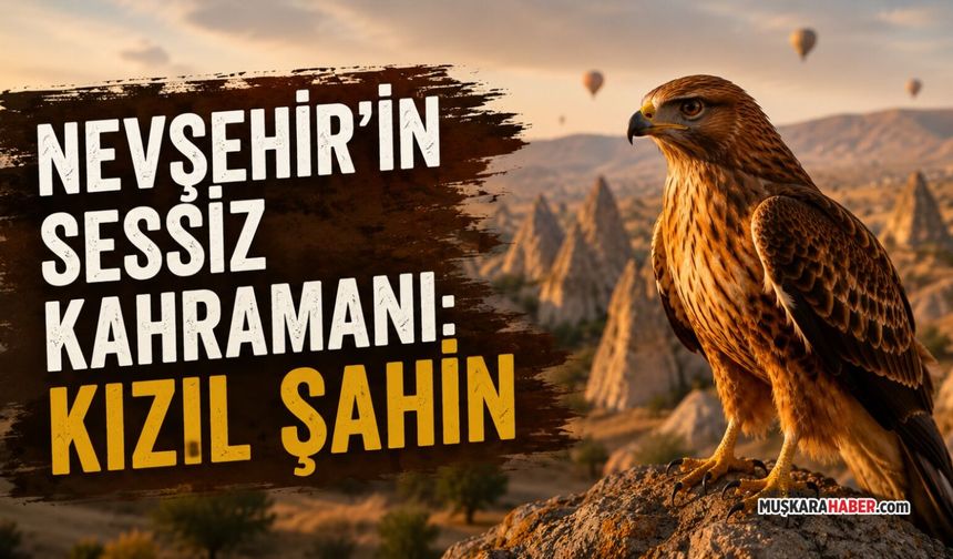 Nevşehir’de doğanın sessiz kahramanı: Kızıl şahin