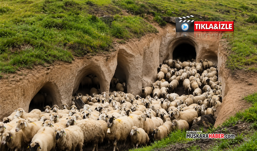 Kapadokya’da doğal mağaralar koyunlara yuva oluyor
