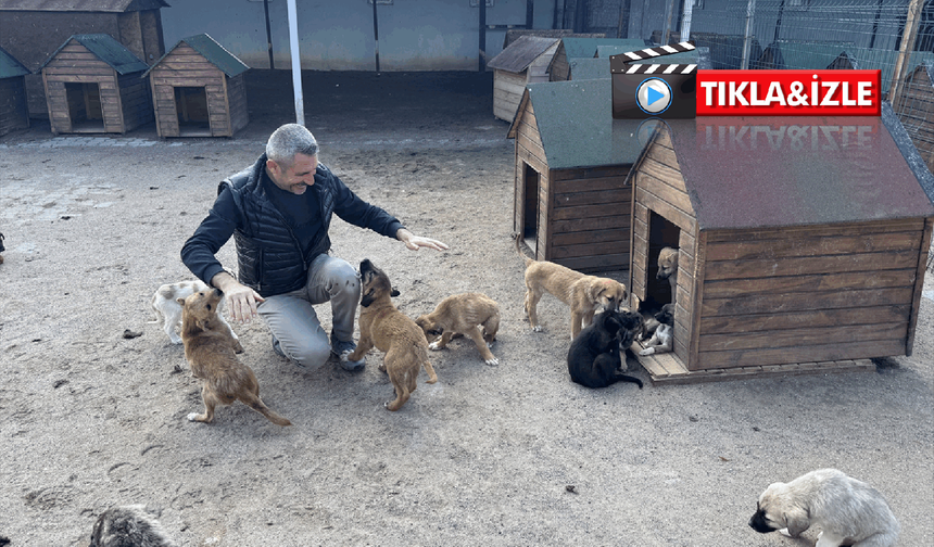 Nevşehir Hayvan Kasabası yoğun ilgi görüyor: 150 köpek sahiplendirildi