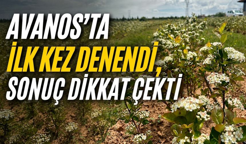 Avanos’ta ilk kez yetiştirildi: “Süper meyve” aronya çiçek açtı