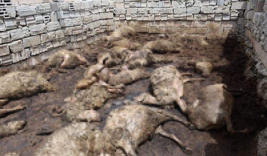 Sabah ağıla geldiğinde gördüğü manzara kahretti! Çok sayıda koyun telef oldu