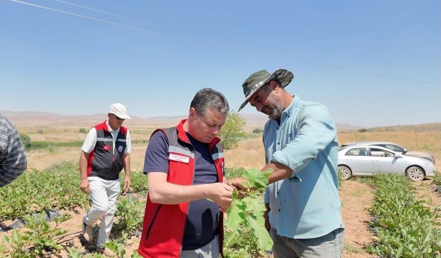 Nevşehir’de tarlalar bereketlendi: 450 bin sebze yetiştiriliyor