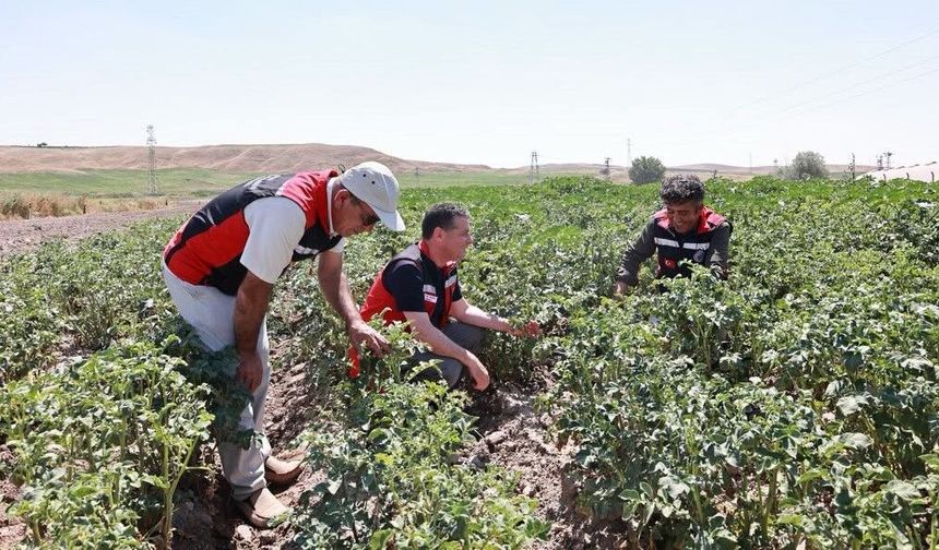 Nevşehir’in patatesinde sıkı takip: İl Müdürü tarlaya indi