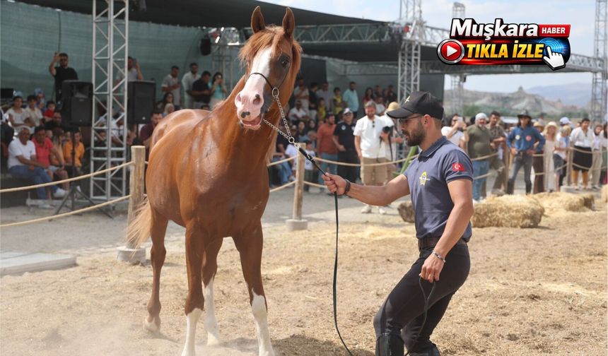 Kapadokya'da güzellikleriyle büyüleyen atlar podyuma çıktı