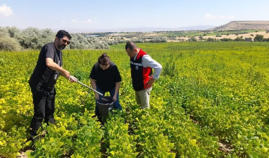 Nevşehir’de fasulye tarlaları kontrol altında: Hastalıklar araştırılıyor