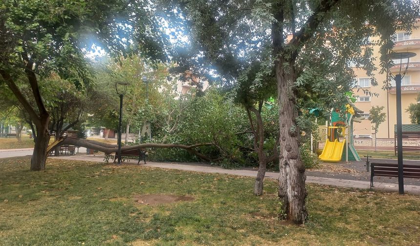 Nevşehir’de şiddetli rüzgar 70 yıllık çınarı ikiye ayırdı