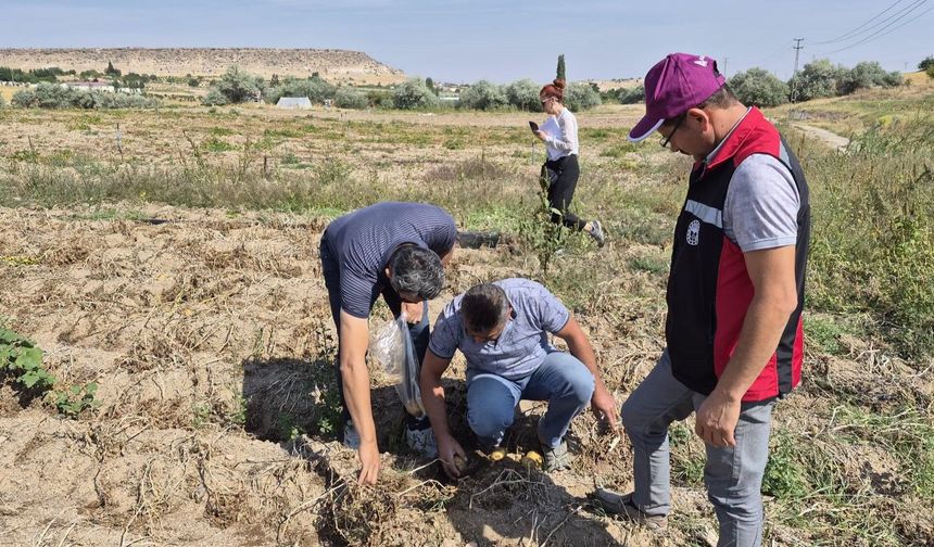 Nevşehir tarım arazisinde kontrol: Ürünlerden numune alındı
